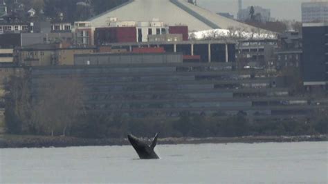 WATCH: Young whale leaps out of Seattle bay, dazzling onlookers